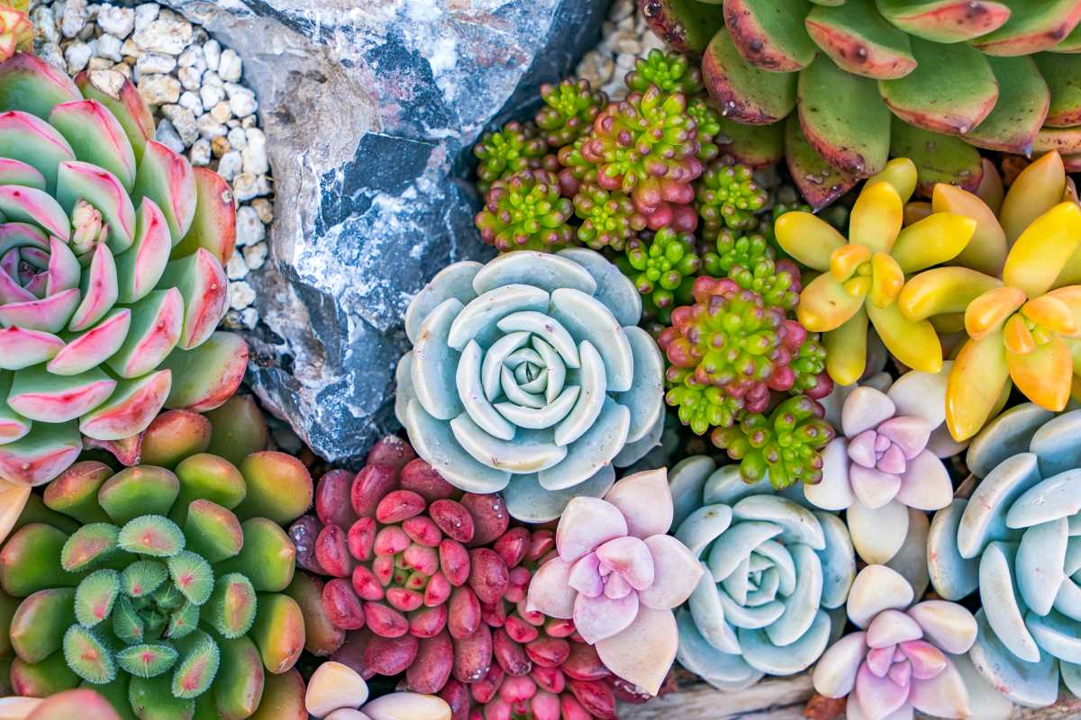 Creating a Low-Maintenance Succulent Garden